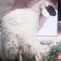 بره ماده در خونه ای