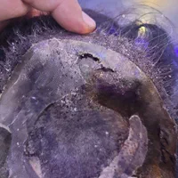 تعمیرات تخصصی انواع پروتز مو