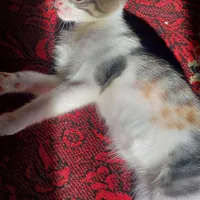 گربه ماده ۶ ماهه بازیگوش و اجتماعی