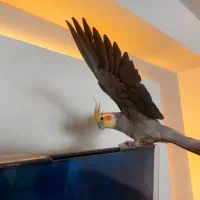 یک جفت عروس هلندی مولد