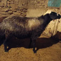 گوسفند قوچ