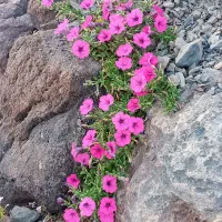 مغازە ، فروش یا معاوضە