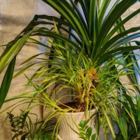 پاندانوس 2ونیم متری باحمل رایگان