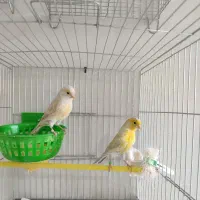 قناری مست آماده جفت|پرنده|هشتگرد, گلسار|دیوار