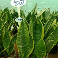 فروش گل سانسوریا