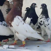 کفتر کله سینه.