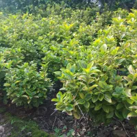 شمشاد طلایی زمینی|گل و گیاه طبیعی|رودسر, |دیوار