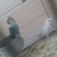 یک جفت کوتوله برزیلی