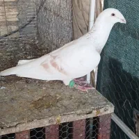 کرم پلاکی|پرنده|شیراز, زیباشهر|دیوار