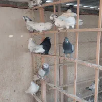 فضله کبوتر