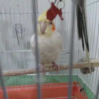 عروس هلندی|پرنده|شبستر, |دیوار