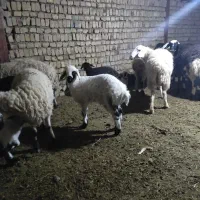 میش زاییده|حیوانات مزرعه|جلگه ماژان, |دیوار