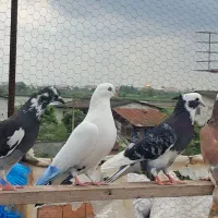 کبوتر پرشی غریب