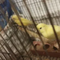 قناری|پرنده|ساروق, |دیوار