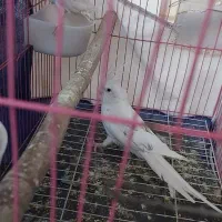 دو جفت عروس هلندی البینو ضمانتی|پرنده|بوکان, |دیوار