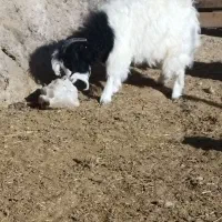 بزغاله های نر ماده پرگوشت چاق برای قربانی|حیوانات مزرعه|ماکو, |دیوار