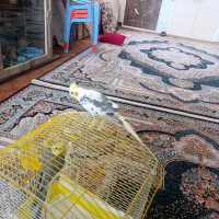 عروس هلندی نر|پرنده|محمدیه-قزوین, |دیوار