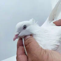 کبوتر کفتر اراکی|پرنده|شیراز, قالیشویی|دیوار