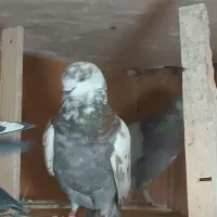 کبوتر (بار جدید داخل فیلم)یه جایی و تکی|پرنده|فردیس, ثابتی|دیوار