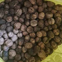 گردو بجنورد مغز روغنی