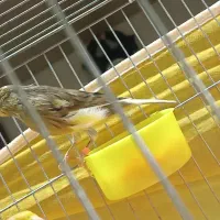 قناری ابلغ زرد هشت ماهه توپر کشیده|پرنده|خمینی‌شهر, |دیوار