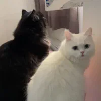 بچه گربه پرشین دال فیس|گربه|محمدشهر, شهرک پیام (مهرالبرز)|دیوار