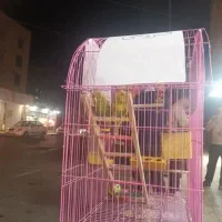 ۲ عدد مرغ عشق