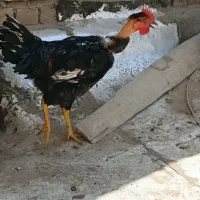 خروس|حیوانات مزرعه|قم, باجک یک|دیوار
