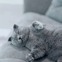 گربه اسکاتیش