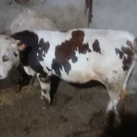 گوساله نر سیمتال