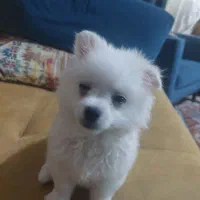 واگذاری سگ پامرین|سگ|شیراز, درکی|دیوار