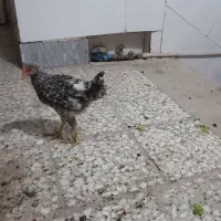 جوجه مرغ