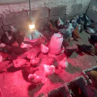 فروش جوجه مرغ تخم گزار گلپایگانی ۲ماهه|حیوانات مزرعه|فلارد, |دیوار