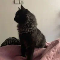 گربه پرشین رگدال ماده