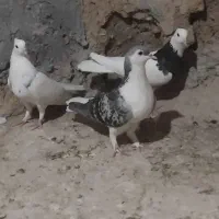 سه تا عتیقه