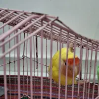 باسلام کوتوله برزیلی ۷ماه