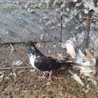 کبوتر|پرنده|رودان, |دیوار