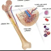 راهنمایی مغز و استخوان