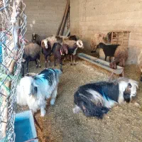 میش بره داشتی بزغاله کشتاری میش وبره کشتاری