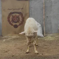 بز سانن نر|حیوانات مزرعه|سرشیو, |دیوار