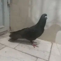 کفتر شکار پرشی