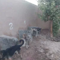 فروش فوری  دو قلاده خراسانی|سگ|بسطام, |دیوار