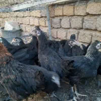 ۱۰ عدد جوجه ۳ماهه فروشی