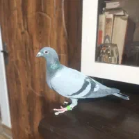 کفتر مسافتی ماده|پرنده|نسیم‌شهر, |دیوار