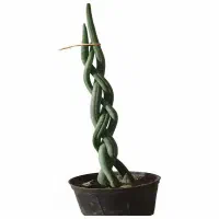 سانسوریای لوله ای مدل بافت