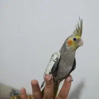 عروس هلندی فول دستی|پرنده|زاهدان, |دیوار