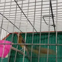 قناری|پرنده|کرمان, |دیوار