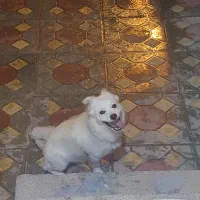 سگ خانگی اصل  آموزش دیده باهوش