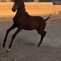 مادیان وکره کرد مدارک دار آبستن|اسب و تجهیزات اسبسواری|تهران, خرمشهر|دیوار