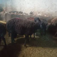 میش قره قزل|حیوانات مزرعه|زنجانرود, |دیوار